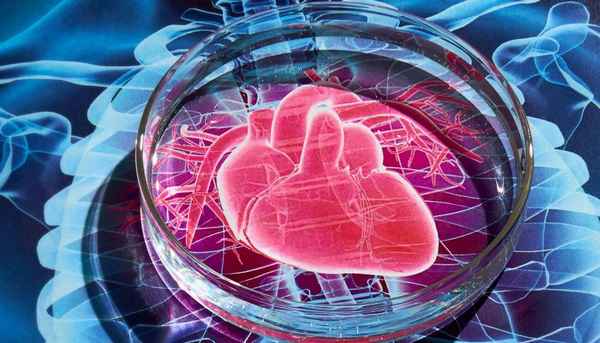 Как восстановить работу сердца после инфаркта: терапия стволовыми клетками 