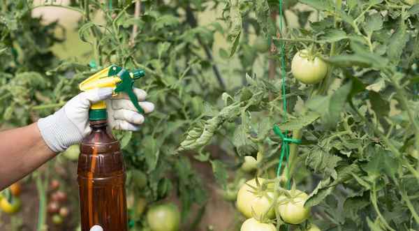 Уход за помидорами Защита помидоров от их вредителей 