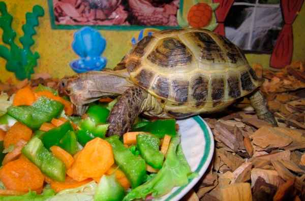Чем кормить черепах (сухопутных)? 