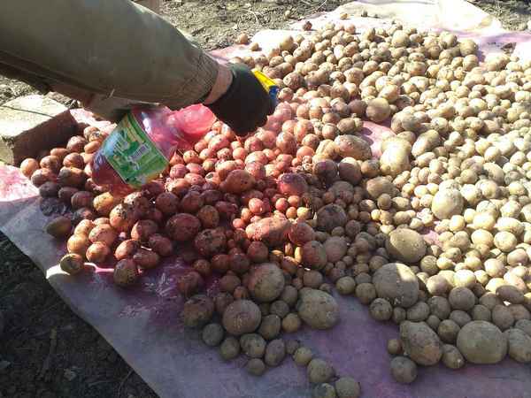Предпосевная обработка картофеля перед посадкой, чем обработать 