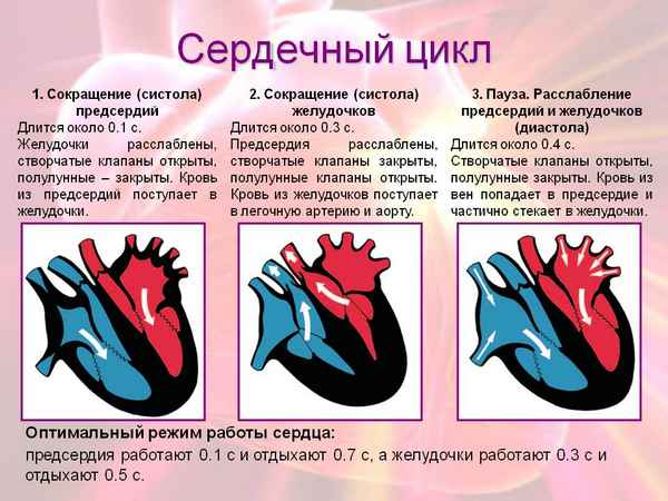 Сердечный цикл  