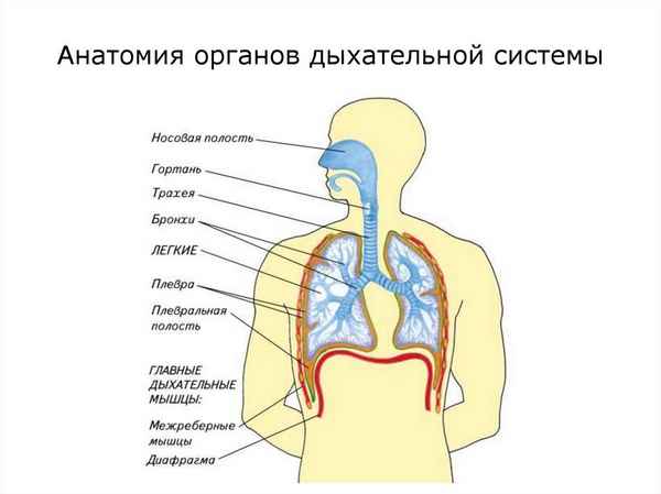 Анатомия органов дыхания  