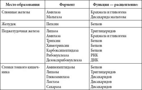 Пищеварительные ферменты и их действие (таблица)  